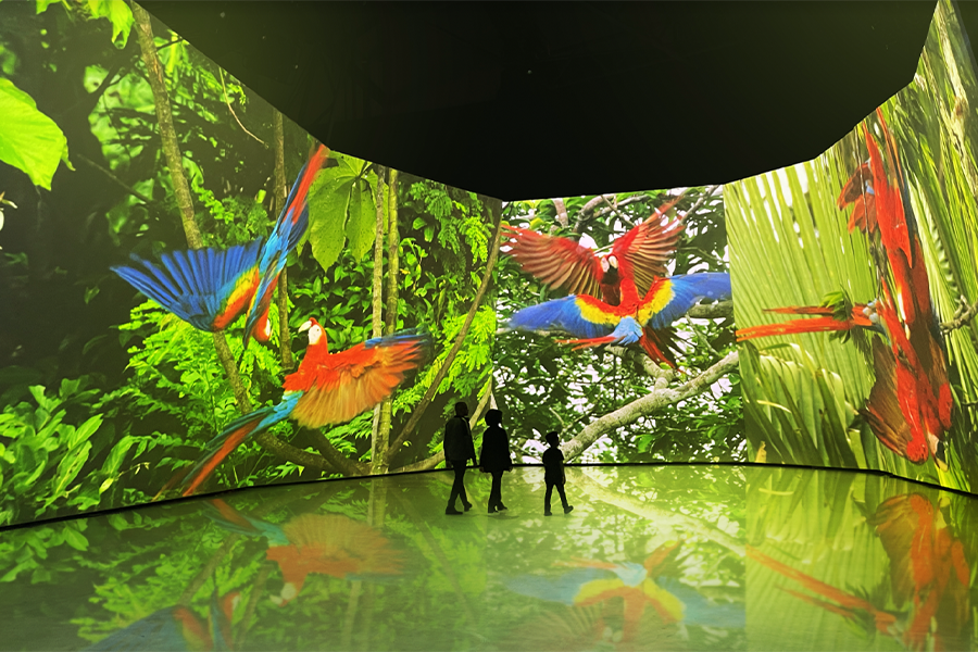 BBC experience - Parrots and forest on screen